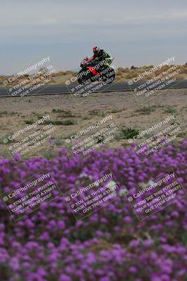 media/Jan-14-2023-SoCal Trackdays (Sat) [[497694156f]]/Turn 14 Exit Bloomig (145pm)/